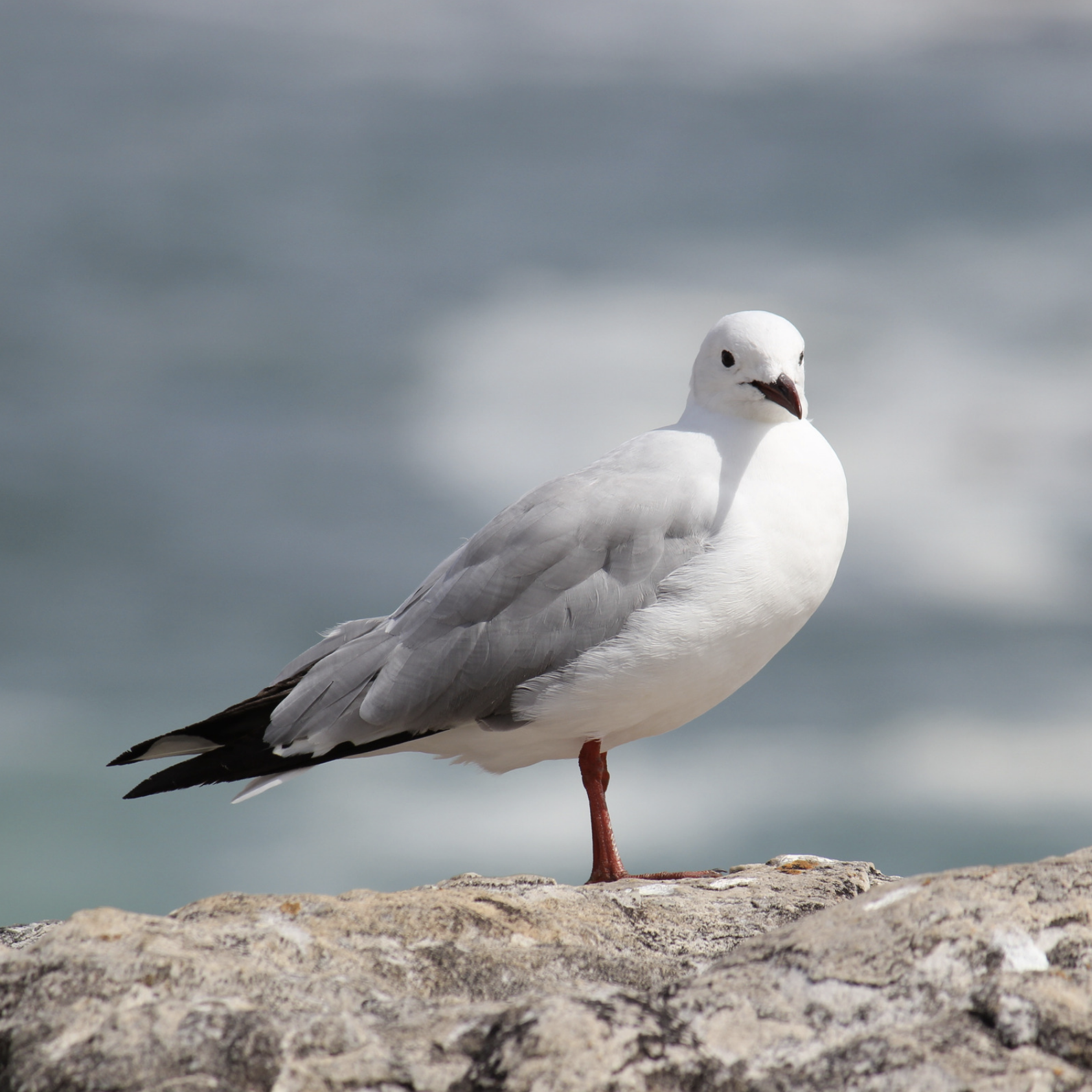 Bildschirmfoto 2026-01-31 um 11.49.27